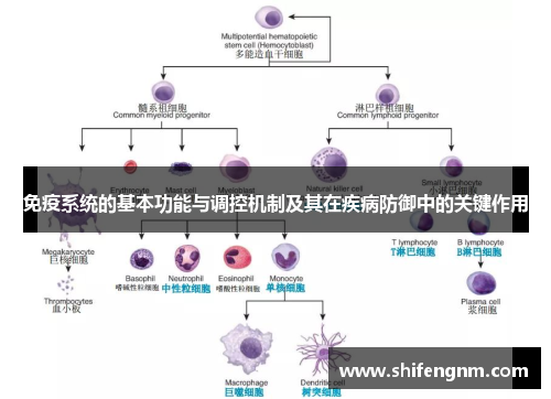 免疫系统的基本功能与调控机制及其在疾病防御中的关键作用